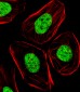 SOX2 Antibody (N-term)